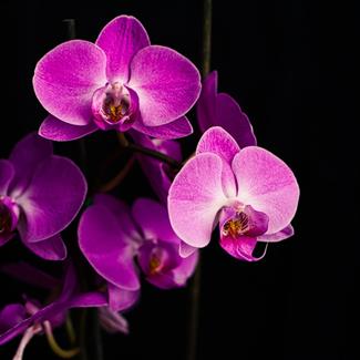  Orchid Plants