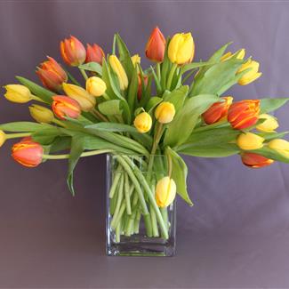 Tulips