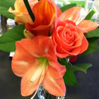 Amaryllis and Friends