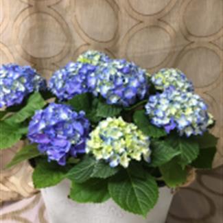 Hydrangea Plants