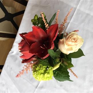 Adoring Amaryllis