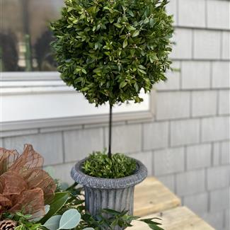 Boxwood Topiaries
